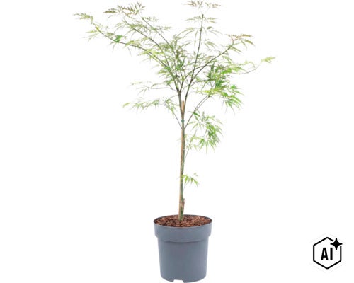 Japansk lönn i kruka med finflikiga blad och stödpinne (Image AI modified or generated)