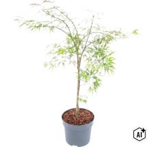 Japansk lönn med fina blad i en rund kruka med täckbark (Image AI modified or generated)