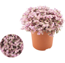 Callisia repens i en plastkruka med en detaljerad närbild av bladen.