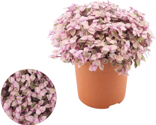 Callisia repens i en plastkruka med en detaljerad närbild av bladen.