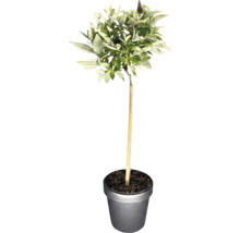 Buddleja som uppstammat träd i kruka med stödpinne