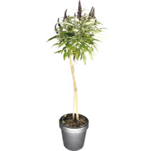 Buddleja som stamtrad med lansettlika blad och blomklasar i en kruka