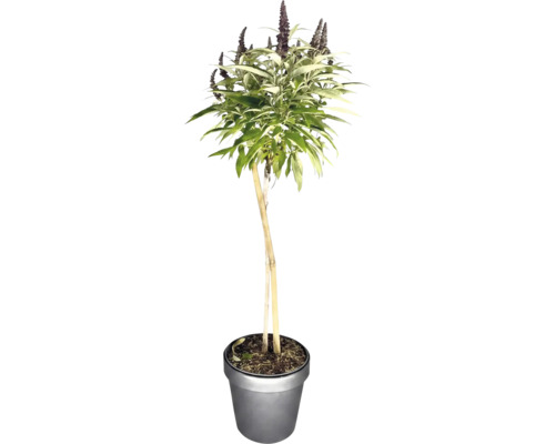 Buddleja som stamtrad med lansettlika blad och blomklasar i en kruka