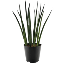 Sansevieria cylindrica krukväxt i plastkruka