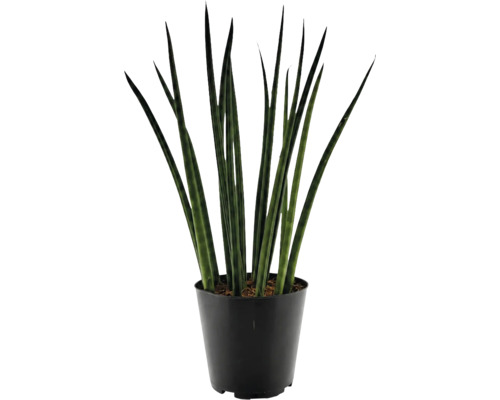 Sansevieria cylindrica krukväxt i plastkruka