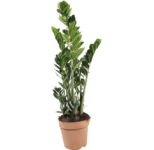 Zamioculcas Zamiifolia krukväxt i plastkruka
