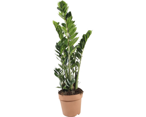 Zamioculcas Zamiifolia krukväxt i plastkruka