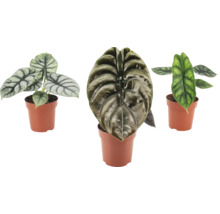 Tre Alocasia krukväxter i krukor med strukturerade blad
