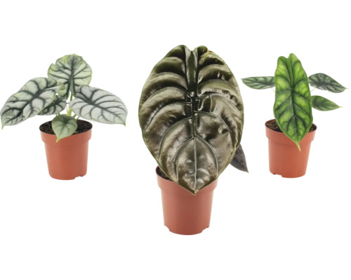 Tre Alocasia krukväxter i krukor med strukturerade blad