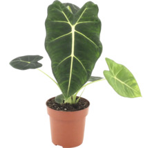 Alocasia Frydek i en plastkruka som krukväxt med pilformade blad och framträdande bladnerver
