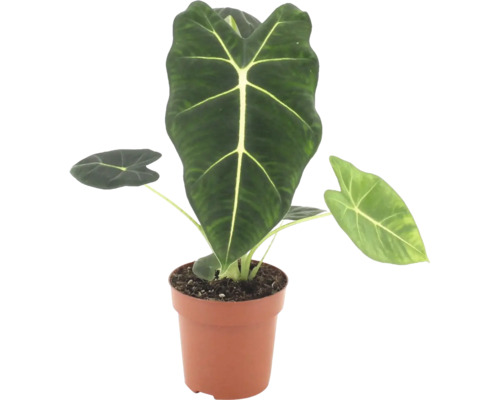 Alocasia Frydek i en plastkruka som krukväxt med pilformade blad och framträdande bladnerver