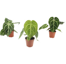 Tre Anthurium Crystallinum växter med hjärtformade blad och framträdande vita bladnerver i plastkrukor.