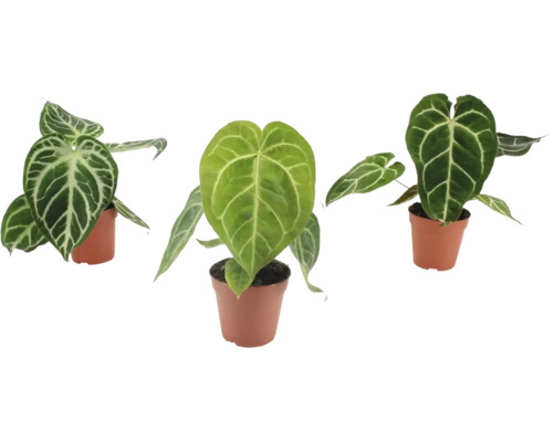 Tre Anthurium Crystallinum växter med hjärtformade blad och framträdande vita bladnerver i plastkrukor.