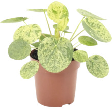 Krukväxt Pilea peperomioides Variegata i kruka med runda mönstrade blad.