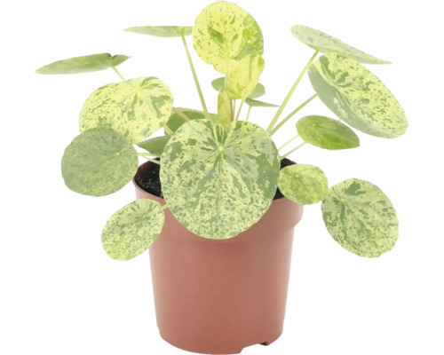 Krukväxt Pilea peperomioides Variegata i kruka med runda mönstrade blad.