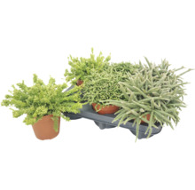 Set med tre olika suckulenter eller Sedum växter i krukor på en plastbricka
