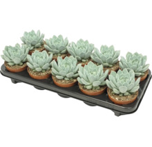 En bricka med tolv Echeveria suckulenter i små plastkrukor för dekoration av krukväxter.
