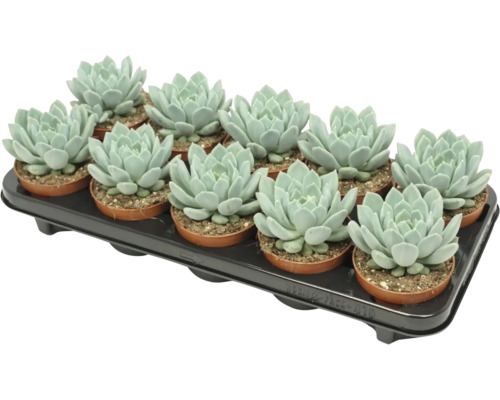 En bricka med tolv Echeveria suckulenter i små plastkrukor för dekoration av krukväxter.