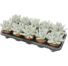 Set med 12 Echeveria suckulenter i små plastkrukor på en svart transportbricka.