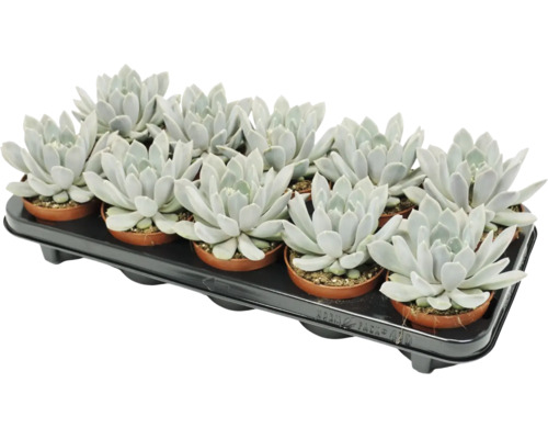 Set med 12 Echeveria suckulenter i små plastkrukor på en svart transportbricka.