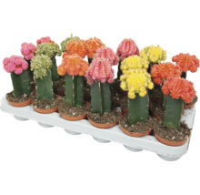 Set med flerfärgade Gymnocalycium kaktusar i plastkrukor på en växtbricka.