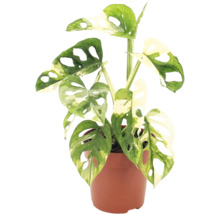 Monstera Adansonii Variegata krukväxt i kruka med perforerade blad