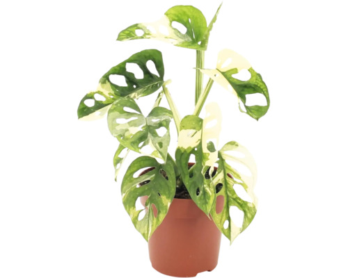 Monstera Adansonii Variegata krukväxt i kruka med perforerade blad