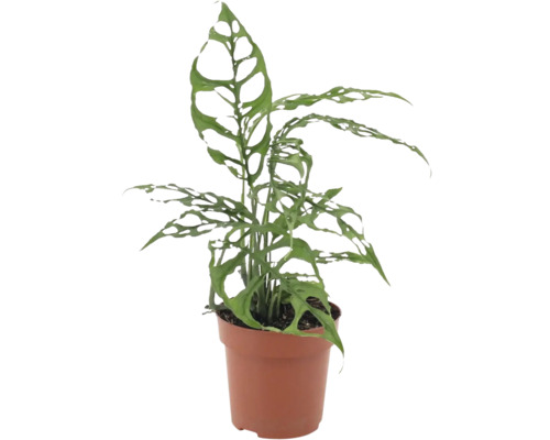 Monstera obliqua krukväxt med karakteristiska håliga blad i plastkruka