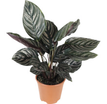 Calathea Ornata växt i plastkruka med randiga ovala blad
