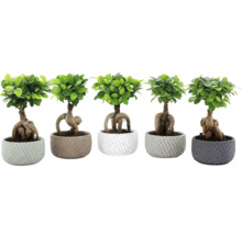 Fem Ficus Ginseng bonsai växter i strukturerade blomkrukor med synliga rötter.