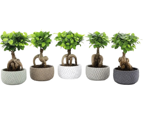 Fem Ficus Ginseng bonsai växter i strukturerade blomkrukor med synliga rötter.
