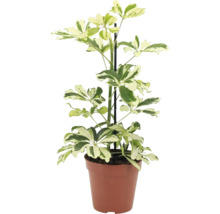 Krukväxt Schefflera arboricola i plastkruka med växtstöd