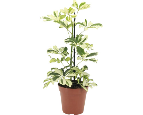 Krukväxt Schefflera arboricola i plastkruka med växtstöd