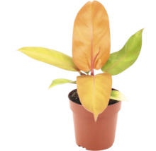 Philodendron växt i plastkruka