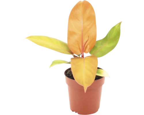 Philodendron växt i plastkruka Philodendron växt i plastkruka