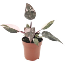 Philodendron Pink Princess i en plastkruka som krukväxt med spräckliga blad.