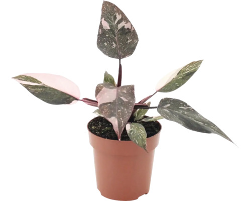 Philodendron Pink Princess i en plastkruka som krukväxt med spräckliga blad. Philodendron Pink Princess i en plastkruka som krukväxt med spräckliga blad.