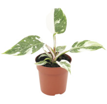 Philodendron White Princess i en plastkruka