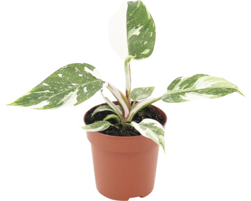 Philodendron White Princess i en plastkruka