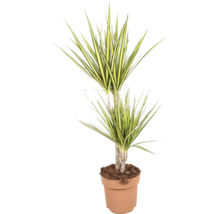 Dracaena marginata krukväxt i kruka med långa spetsiga blad