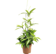 Krukväxt Dracaena surculosa Gold Dust i en rund odlingskruka.