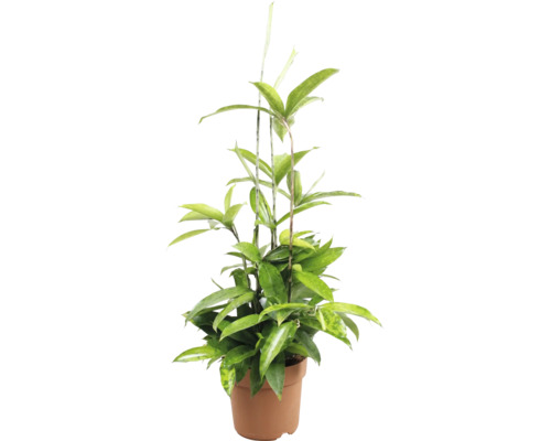 Krukväxt Dracaena surculosa Gold Dust i en rund odlingskruka.