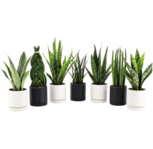 Set med olika Sansevieria växter i moderna cylindriska krukor för inomhusväxt