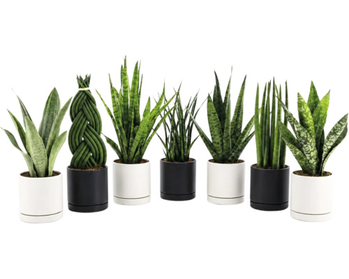 Set med olika Sansevieria växter i moderna cylindriska krukor för inomhusväxt