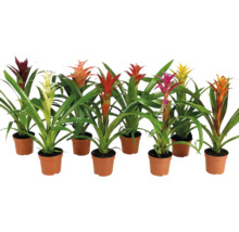 Set med åtta olika bromelior i plastkrukor med gröna blad och färgglada högblad som dekorativa krukväxter.
