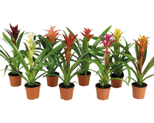 Set med åtta olika bromelior i plastkrukor med gröna blad och färgglada högblad som dekorativa krukväxter.