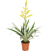 Krukväxt Vriesea med gul blomma i en blomkruka