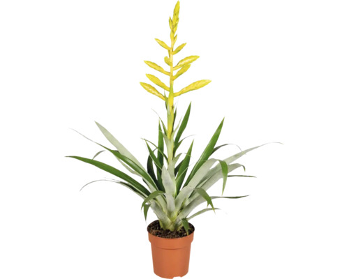 Krukväxt Vriesea med gul blomma i en blomkruka