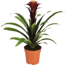 En Guzmania bromelia krukväxt i en plastkruka med långa gröna blad och en upprätt blomställning.