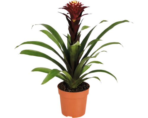 En Guzmania bromelia krukväxt i en plastkruka med långa gröna blad och en upprätt blomställning.